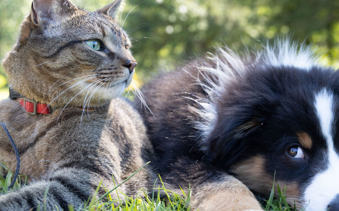 How to Make Provisions for Your Pets When Estate Planning